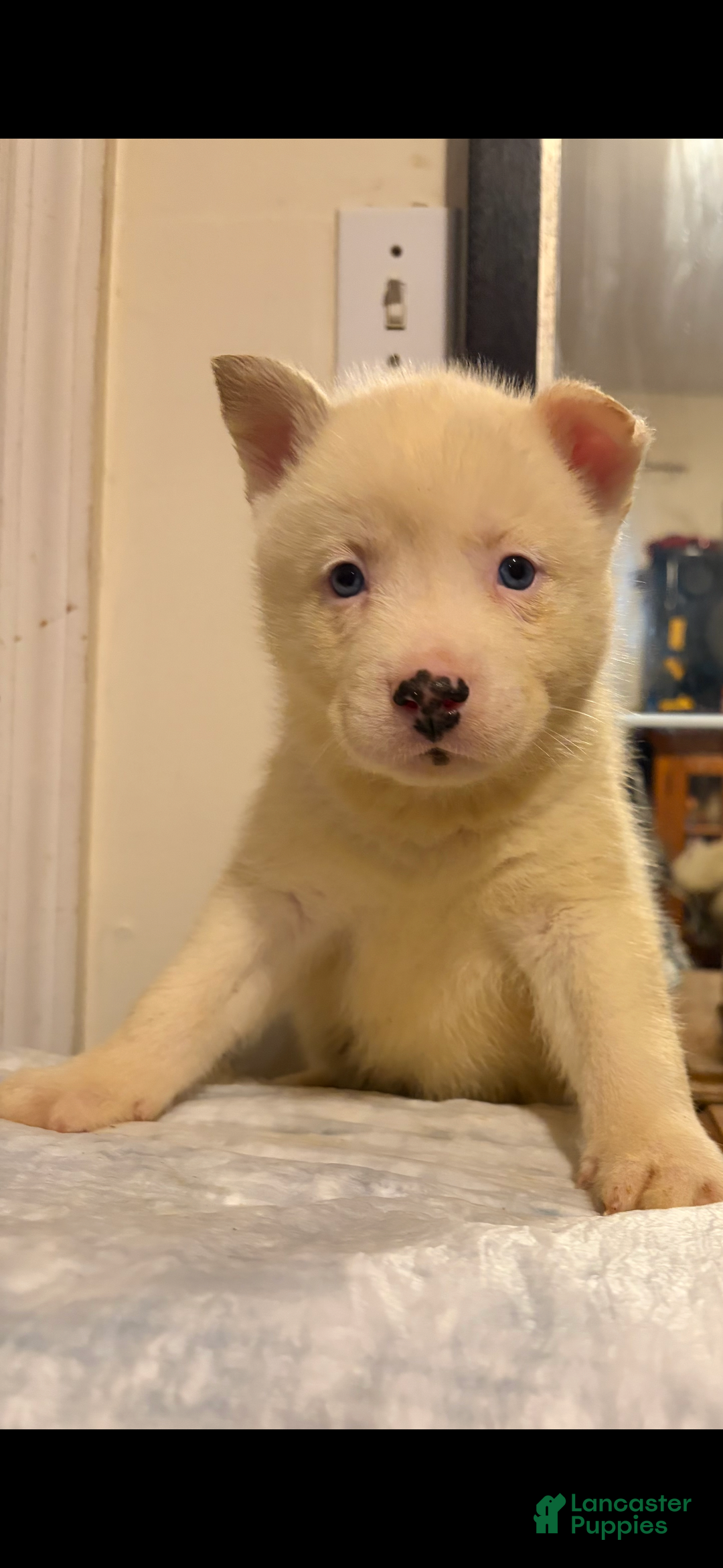 Mixed Breed dogs for sale: frost - Ad 1