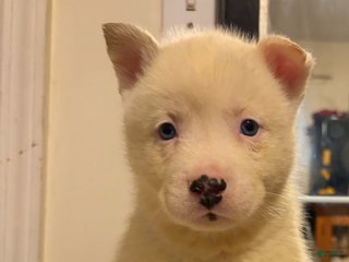 Mixed Breed dogs frost - Ad 19