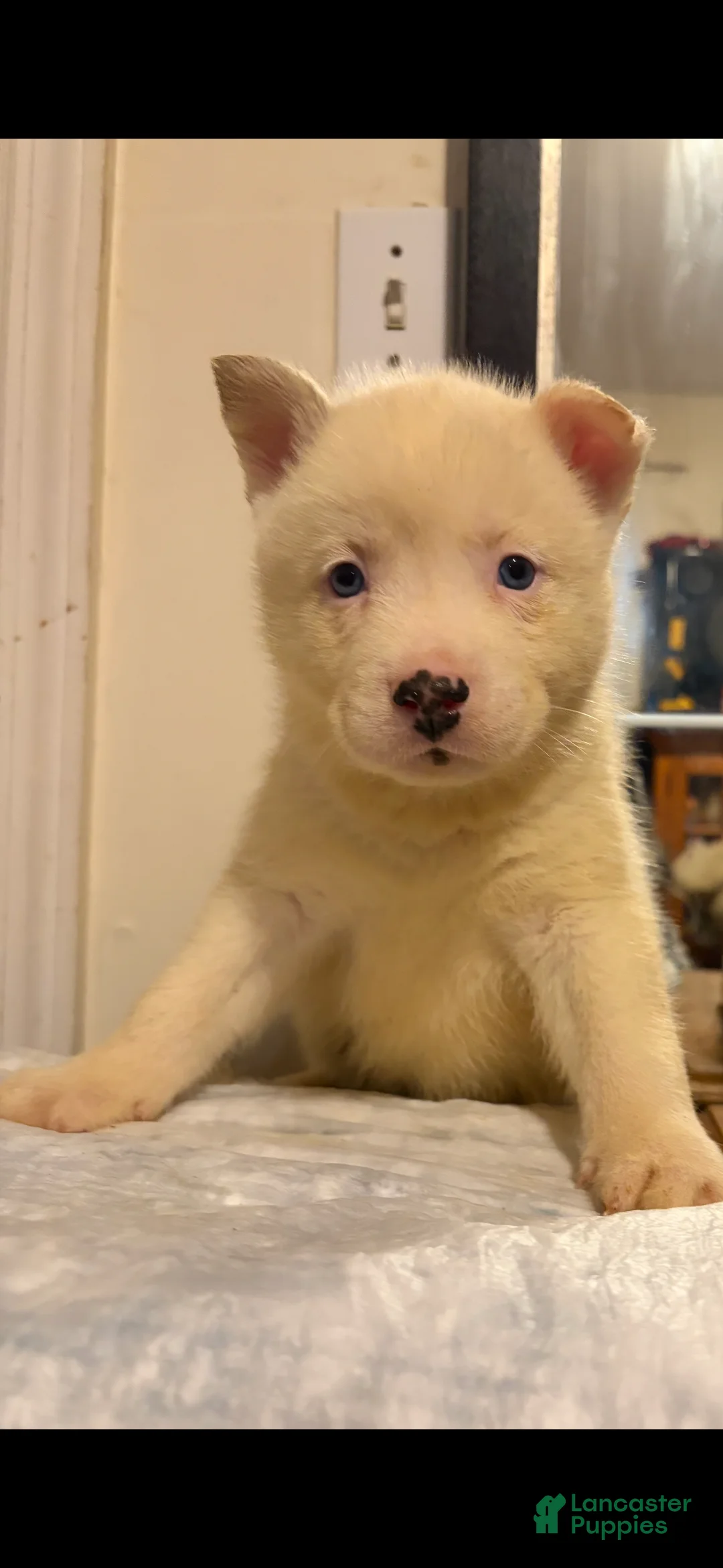 Mixed Breed dogs for sale: frost - Ad 1