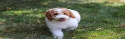 Standard Poodle dogs for sale: Blossom - Ad 5