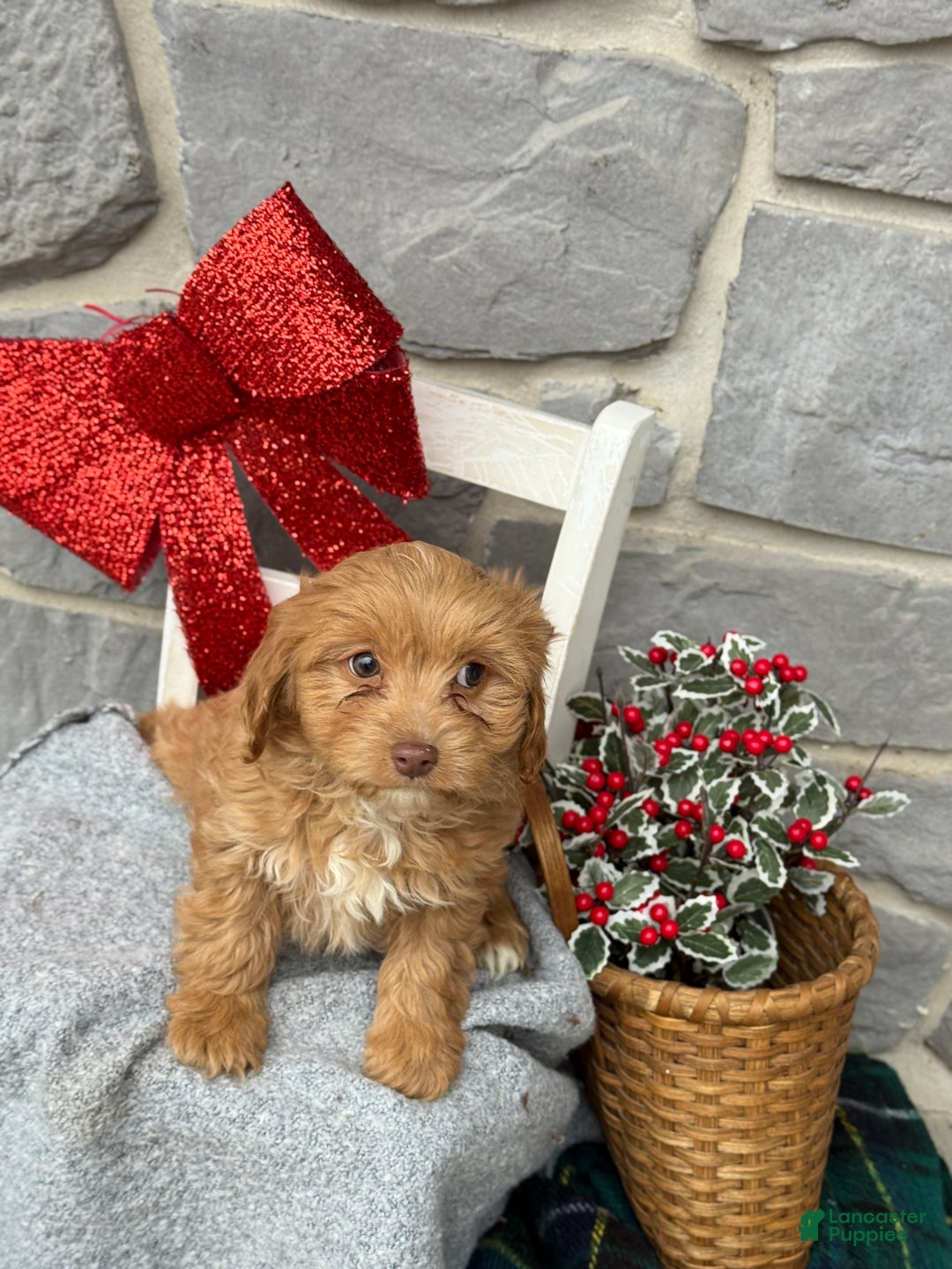Cavapoo dogs for sale: Alita - Ad 8