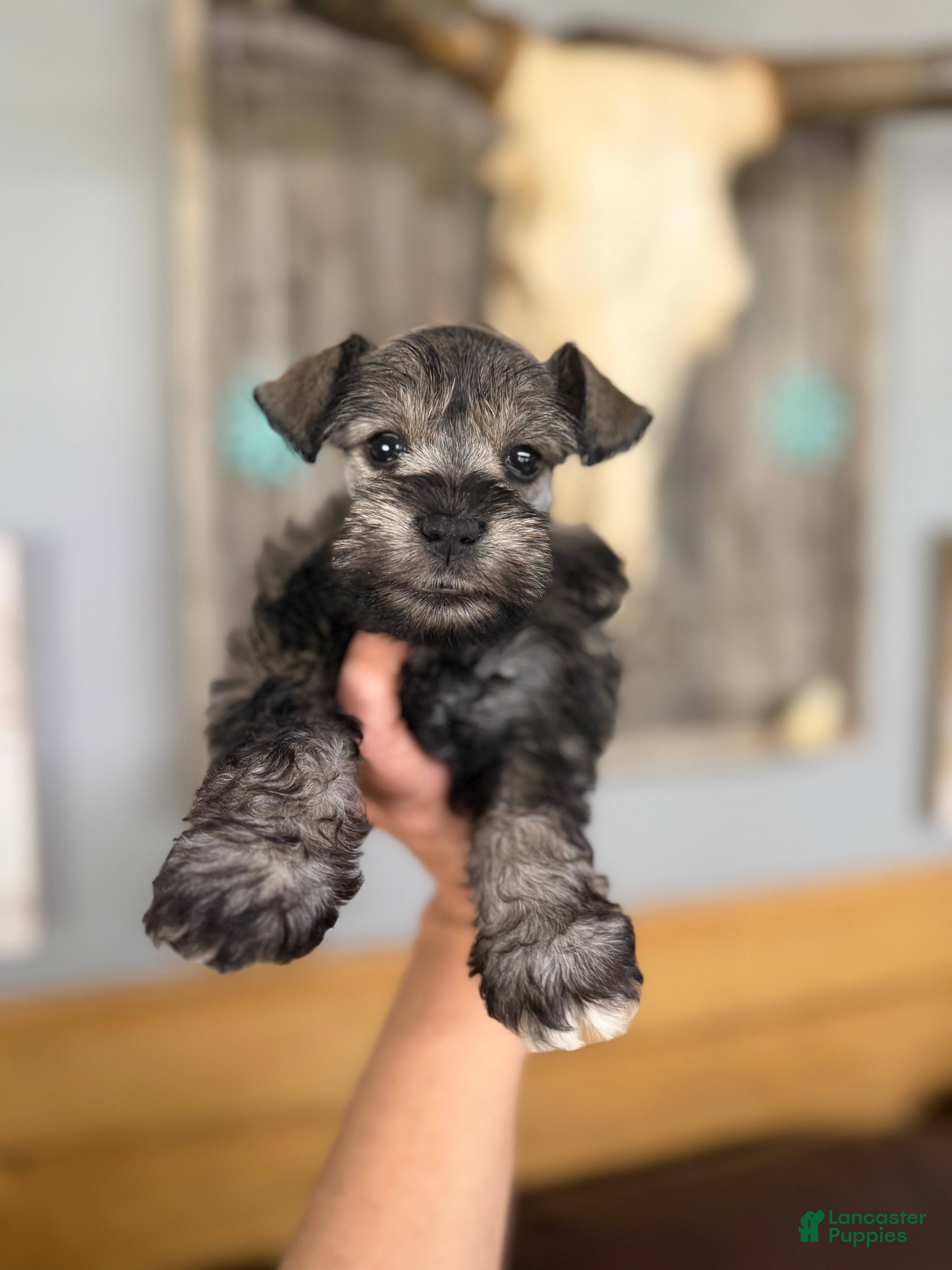 Miniature Schnauzer dogs Miniature Schnauzer Puppy 3 - Ad 29