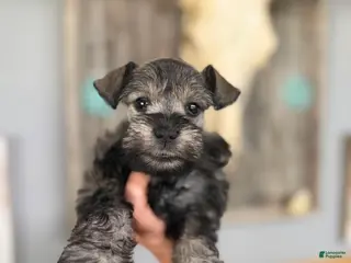 Miniature Schnauzer dogs Miniature Schnauzer Puppy 3 - Ad 38