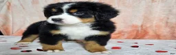 Bernese Mountain Dog dogs for sale: Hazel  - Ad 4