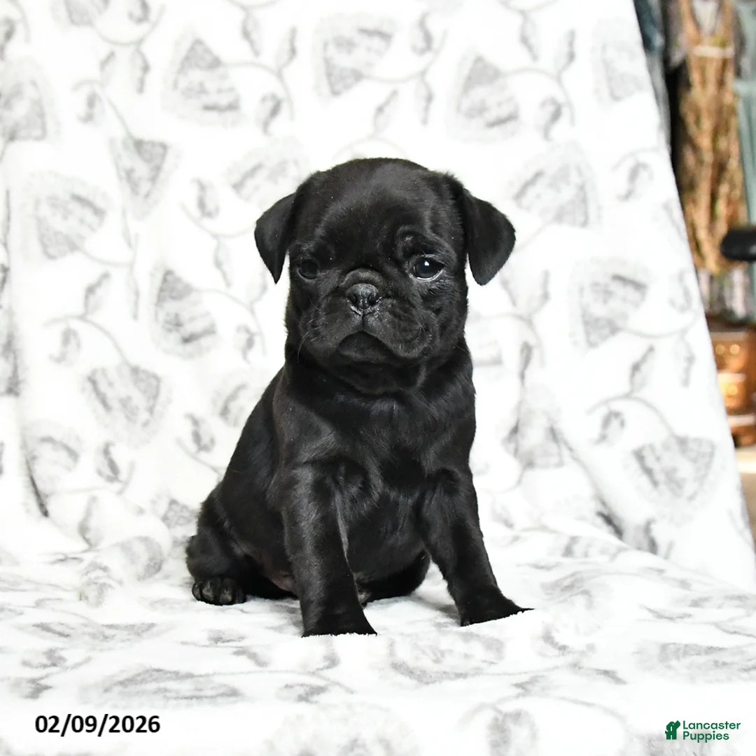 Pug dogs for sale: Rocky - Ad 3