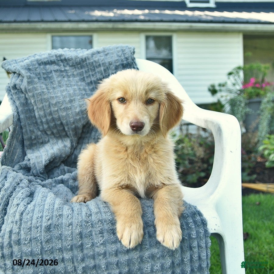 Golden Retriever dogs Apollo  - Ad 2