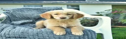 Golden Retriever dogs for sale: Apollo  - Ad 2