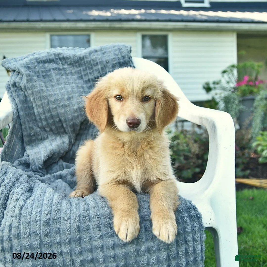 Golden Retriever dogs for sale: Apollo  - Ad 2