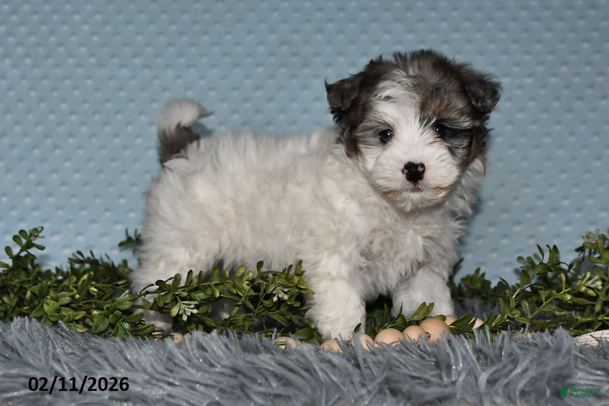 Havapoo dogs Emily - Ad 2