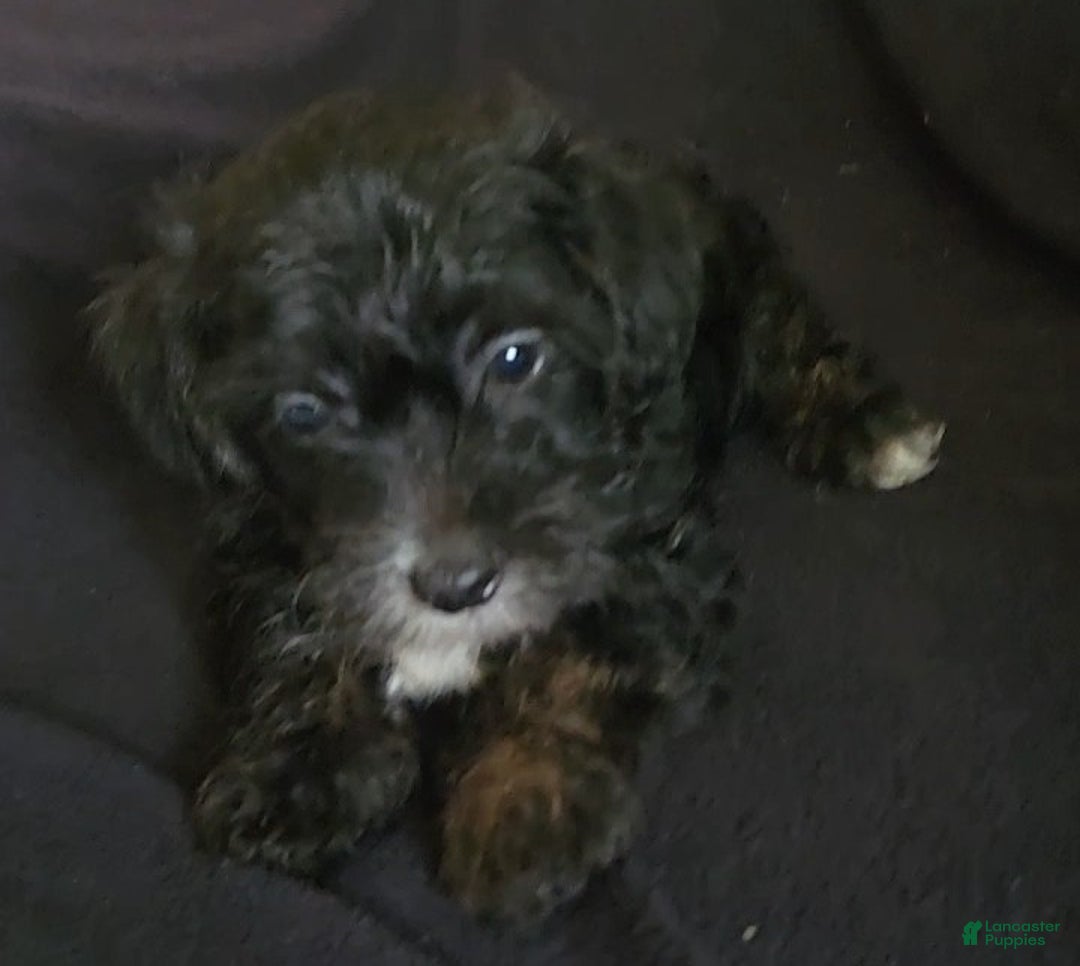 Yorkiepoo dogs for sale: Buster - Ad 3