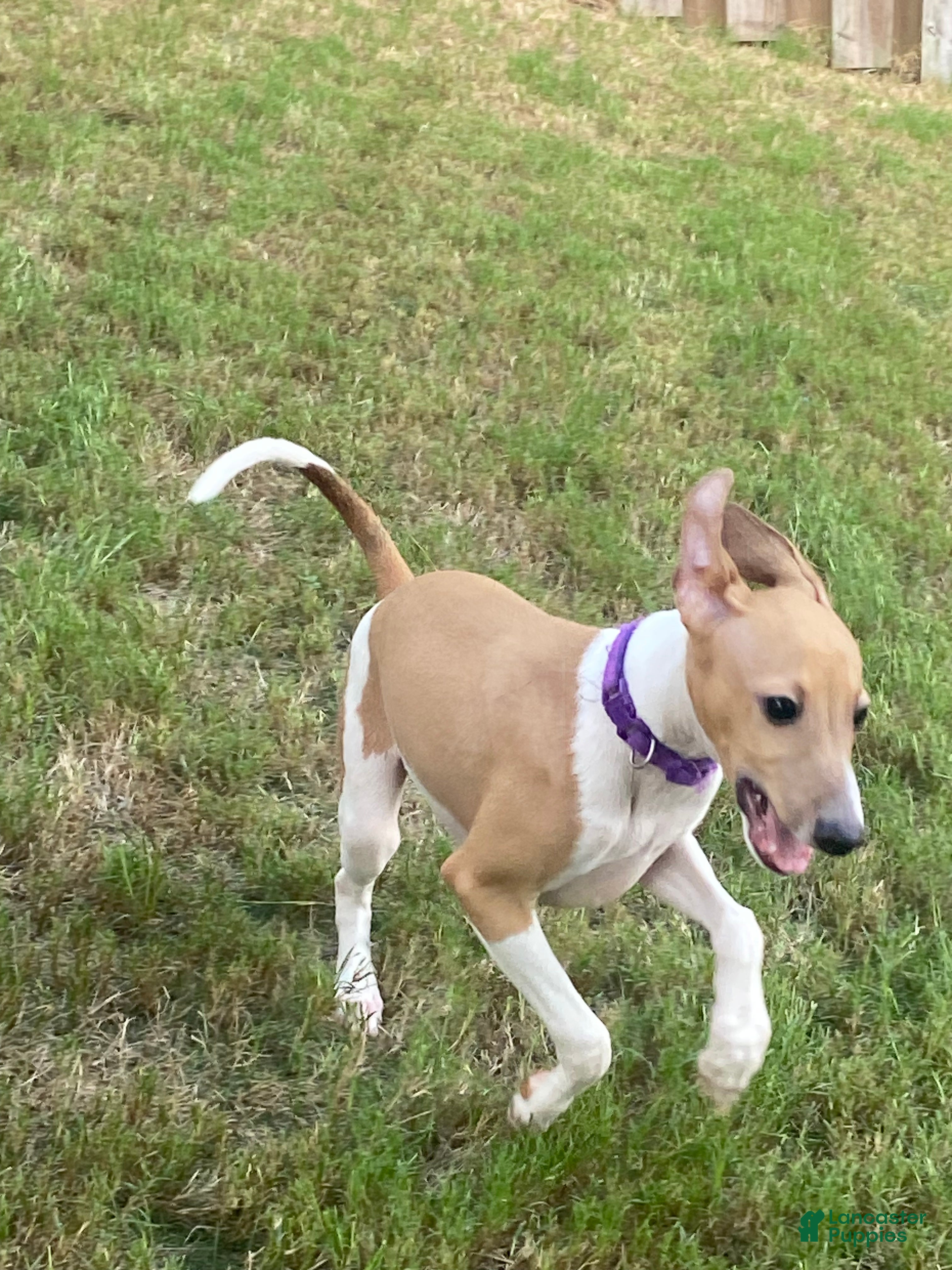 Italian Greyhound dogs Mr purple - Ad 2