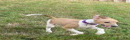 Italian Greyhound dogs for sale: Mr purple - Ad 3