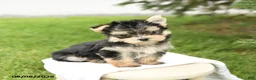 Morkie dogs for sale: Baxter - Ad 3