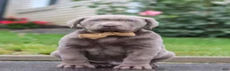 Labrador Retriever dogs for sale: Smoke - Ad 8