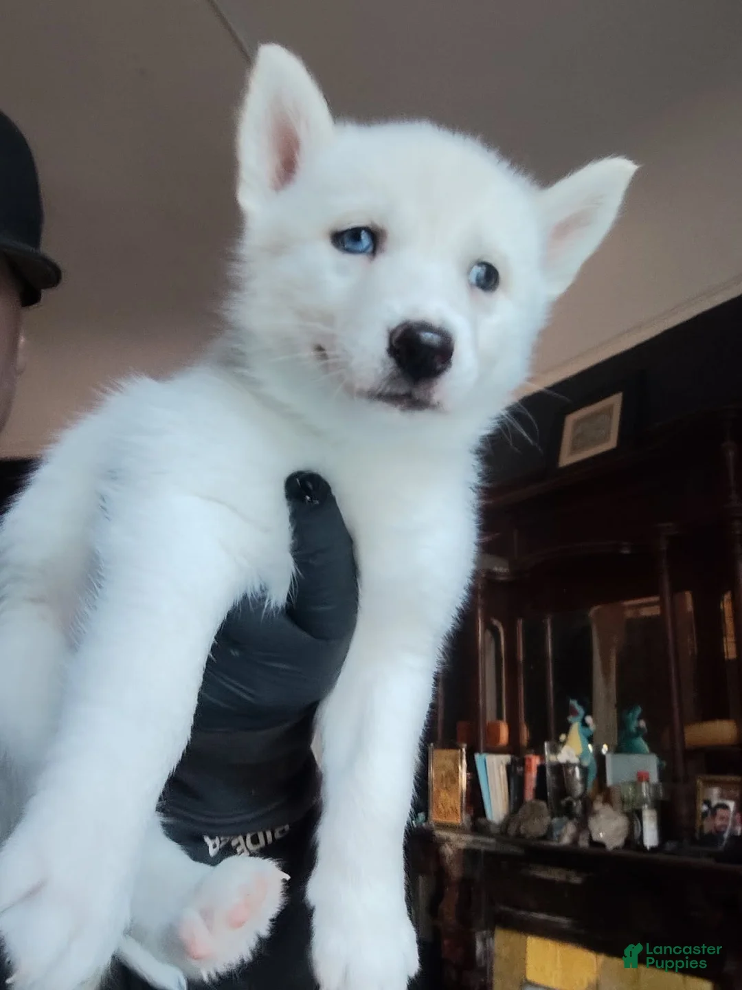 Siberian Husky dogs for sale: 📸✨24 Karat GOLD✨ ISABELLA Siberian Husky With Sapphire Blue Eyes📸 💙 - Ad 2