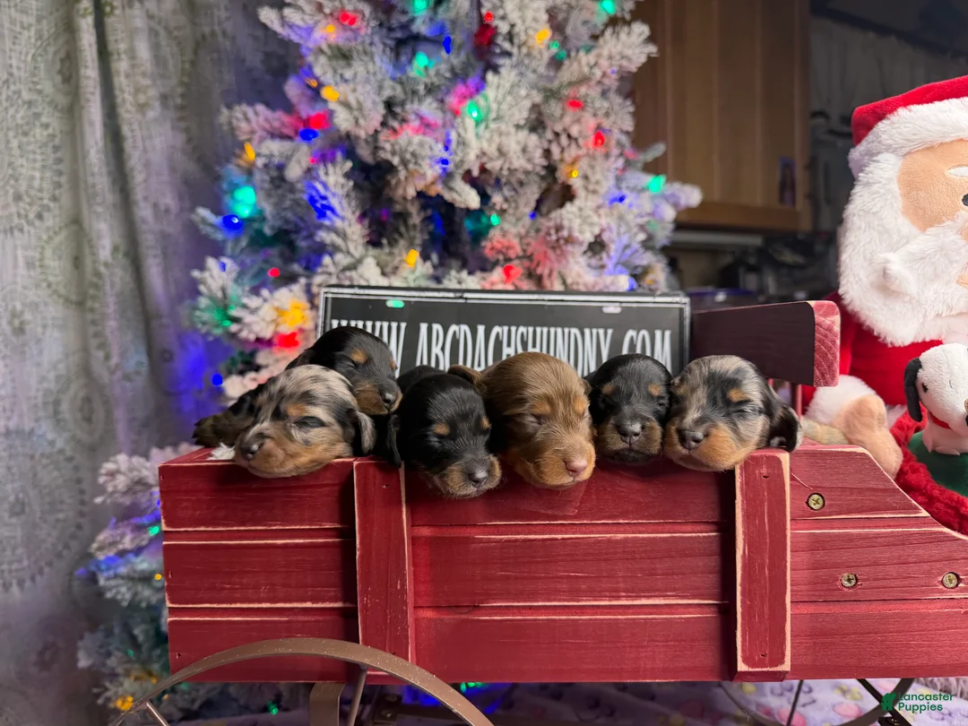 Dachshund dogs for sale: Chocolate mini long coat - Ad 15