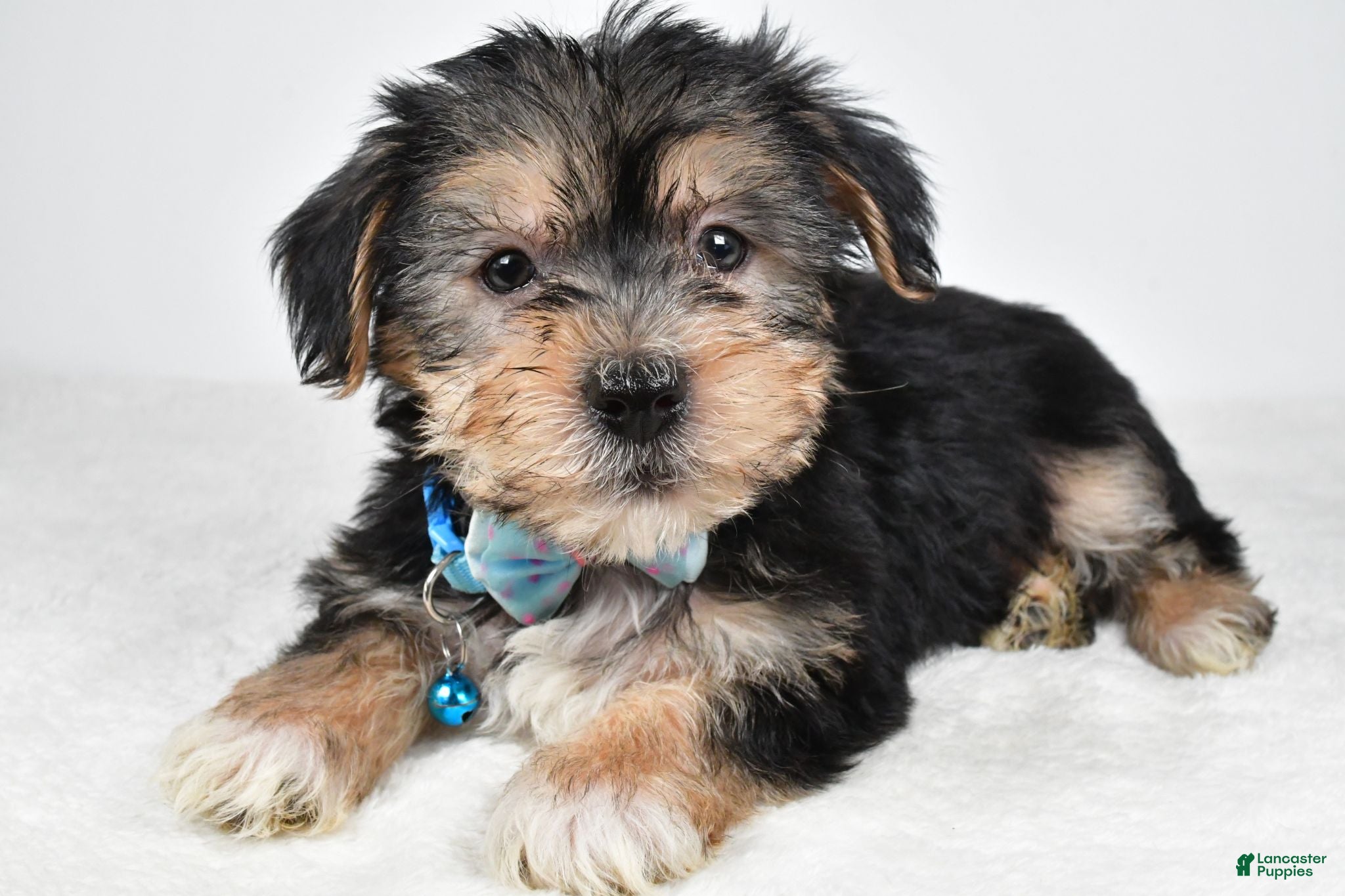 Morkie dogs Jet - Ad 2