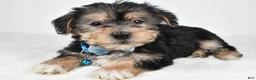 Morkie dogs for sale: Jet - Ad 2