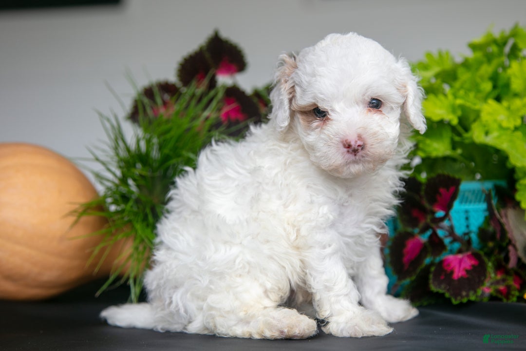 Cavapoo dogs for sale: Thatcher - Ad 1