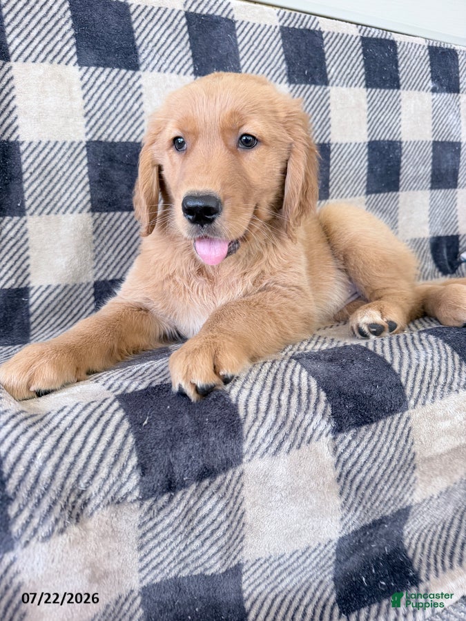 Golden Retriever dogs Dixie - Ad 2