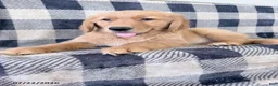 Golden Retriever dogs for sale: Dixie - Ad 2