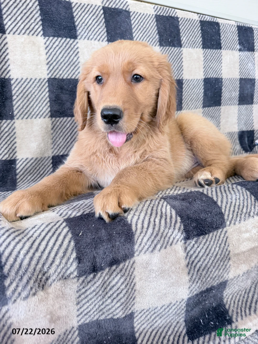 Golden Retriever dogs for sale: Dixie - Ad 2