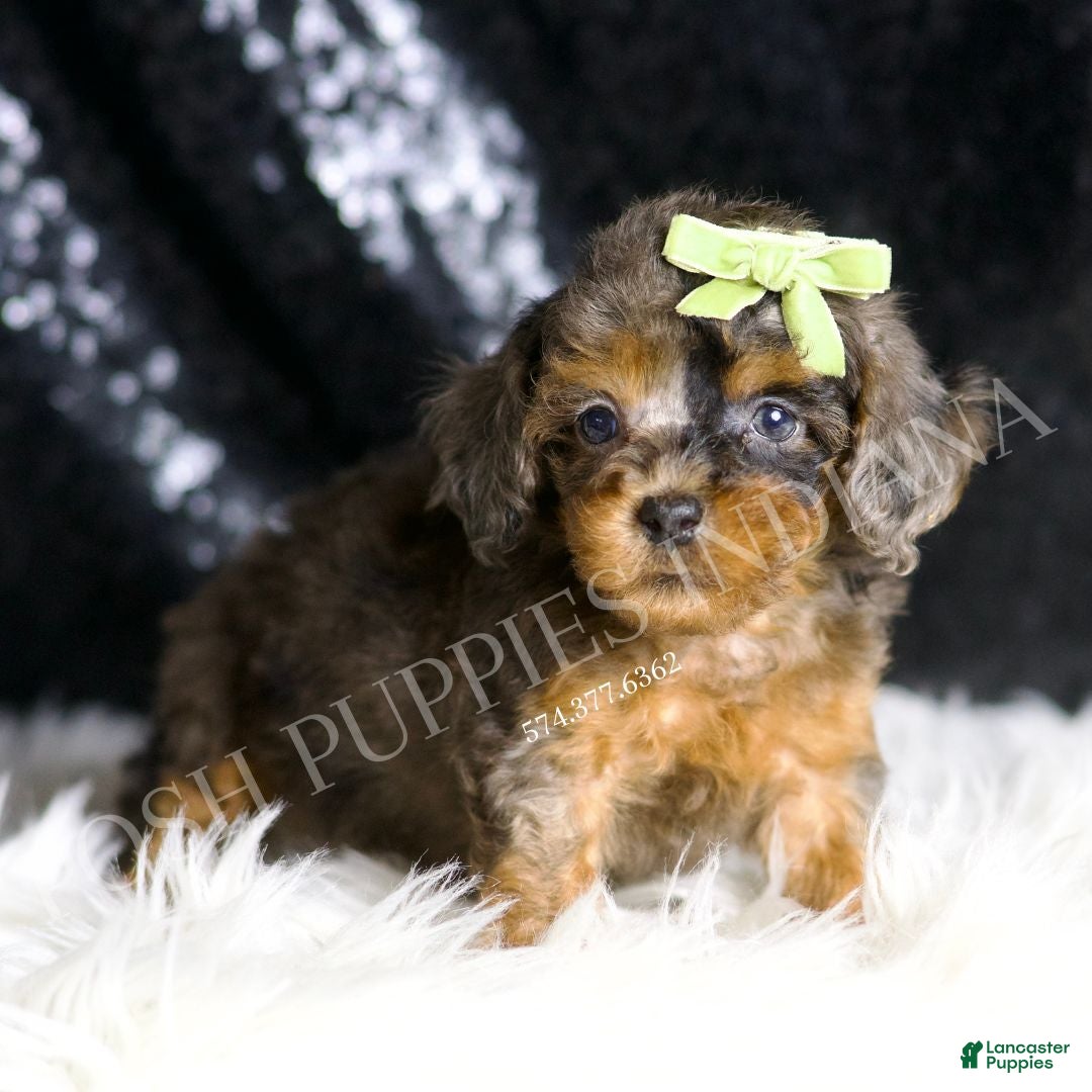 Toy Poodle dogs for sale: Jameson - Ad 6