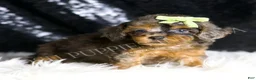 Toy Poodle dogs for sale: Jameson - Ad 6