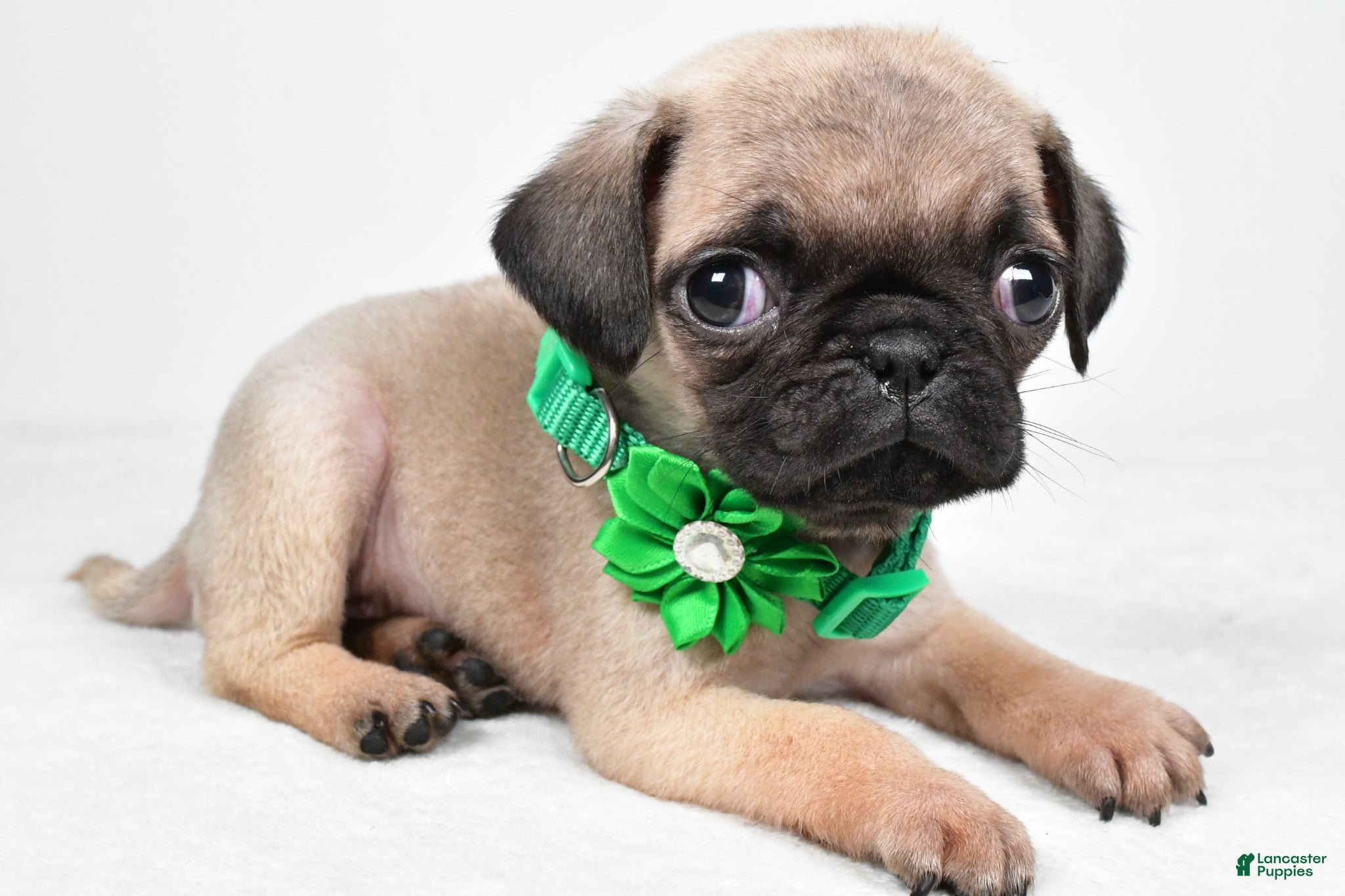 Pug dogs April - Ad 2