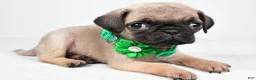 Pug dogs for sale: April - Ad 2