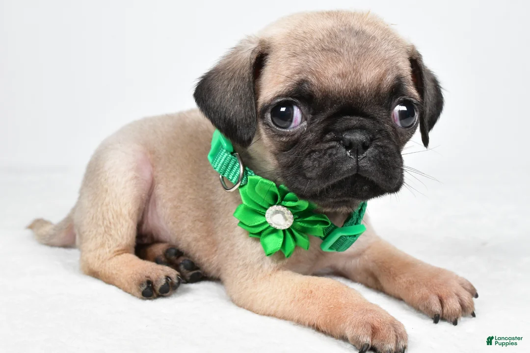 Pug dogs for sale: April - Ad 2