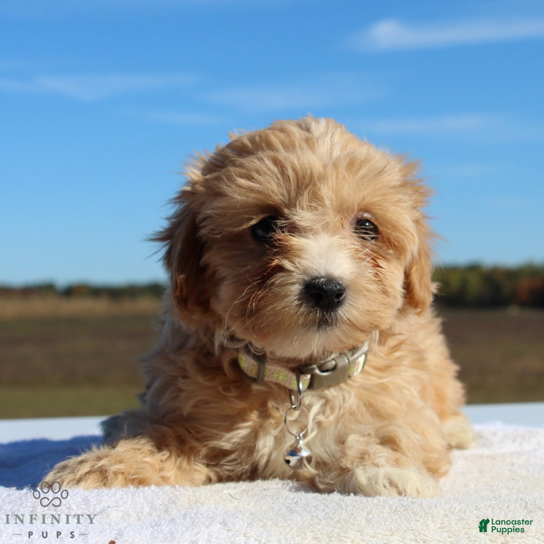 Maltipoo dogs for sale: Delilah - Ad 4