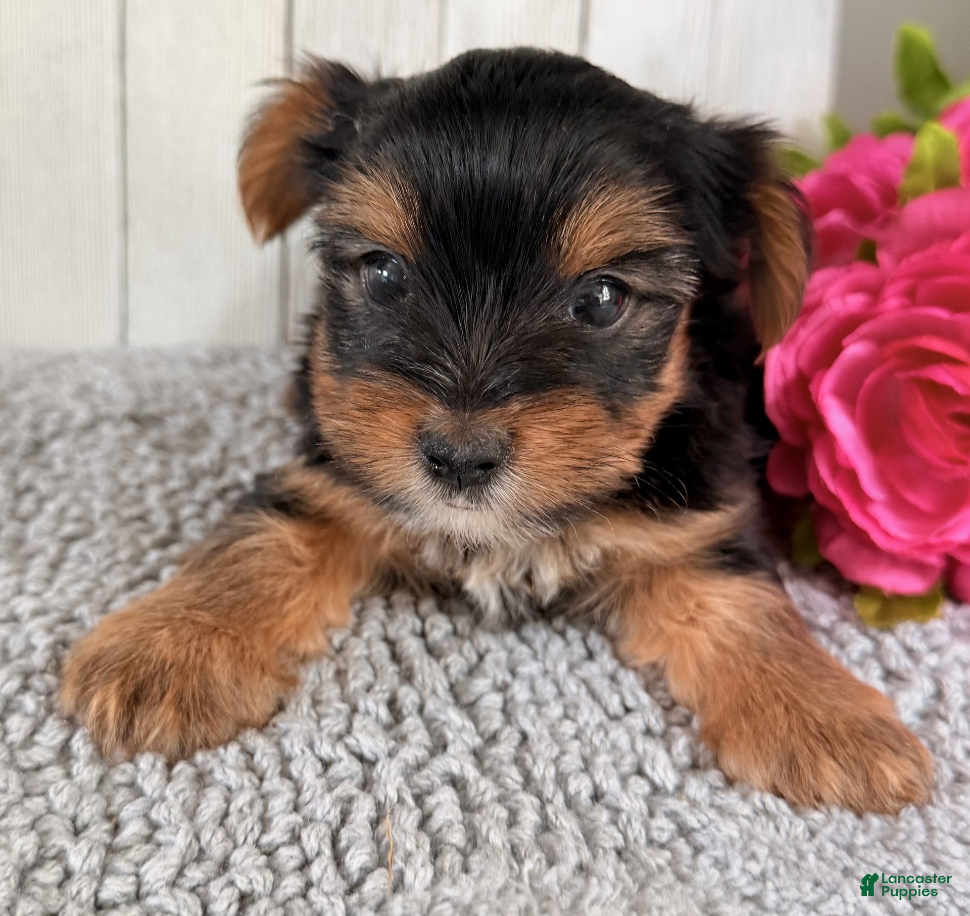 Yorkshire Terrier dogs Milo - Ad 2