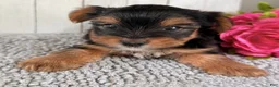 Yorkshire Terrier dogs for sale: Milo - Ad 2