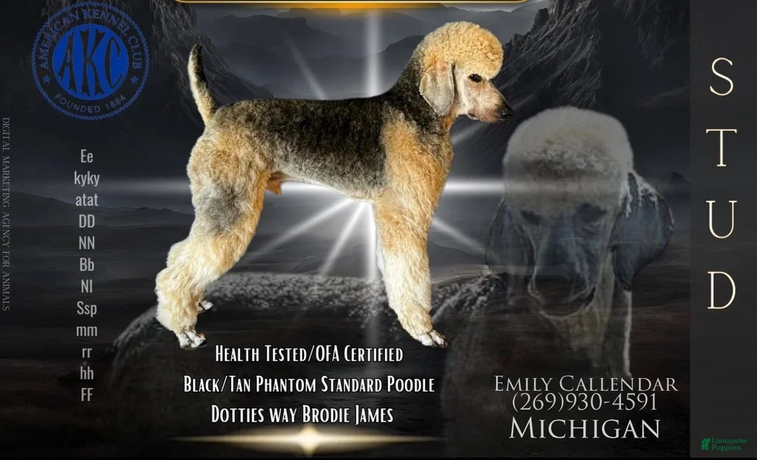 Standard Poodle dogs for stud: Brodie (OFA) - Ad 2