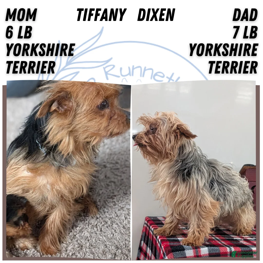Yorkshire Terrier dogs for sale: Duke - Ad 7
