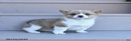 Welsh Corgi Pembroke dogs for sale: Pixie - Ad 4