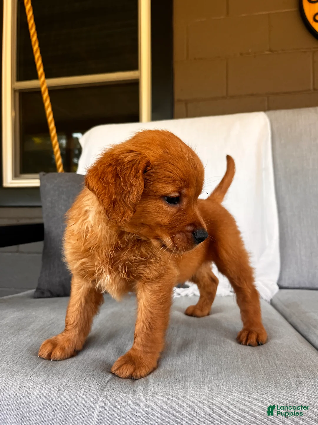 Golden Retriever dogs for sale: Golden Retriever 1 - Ad 1