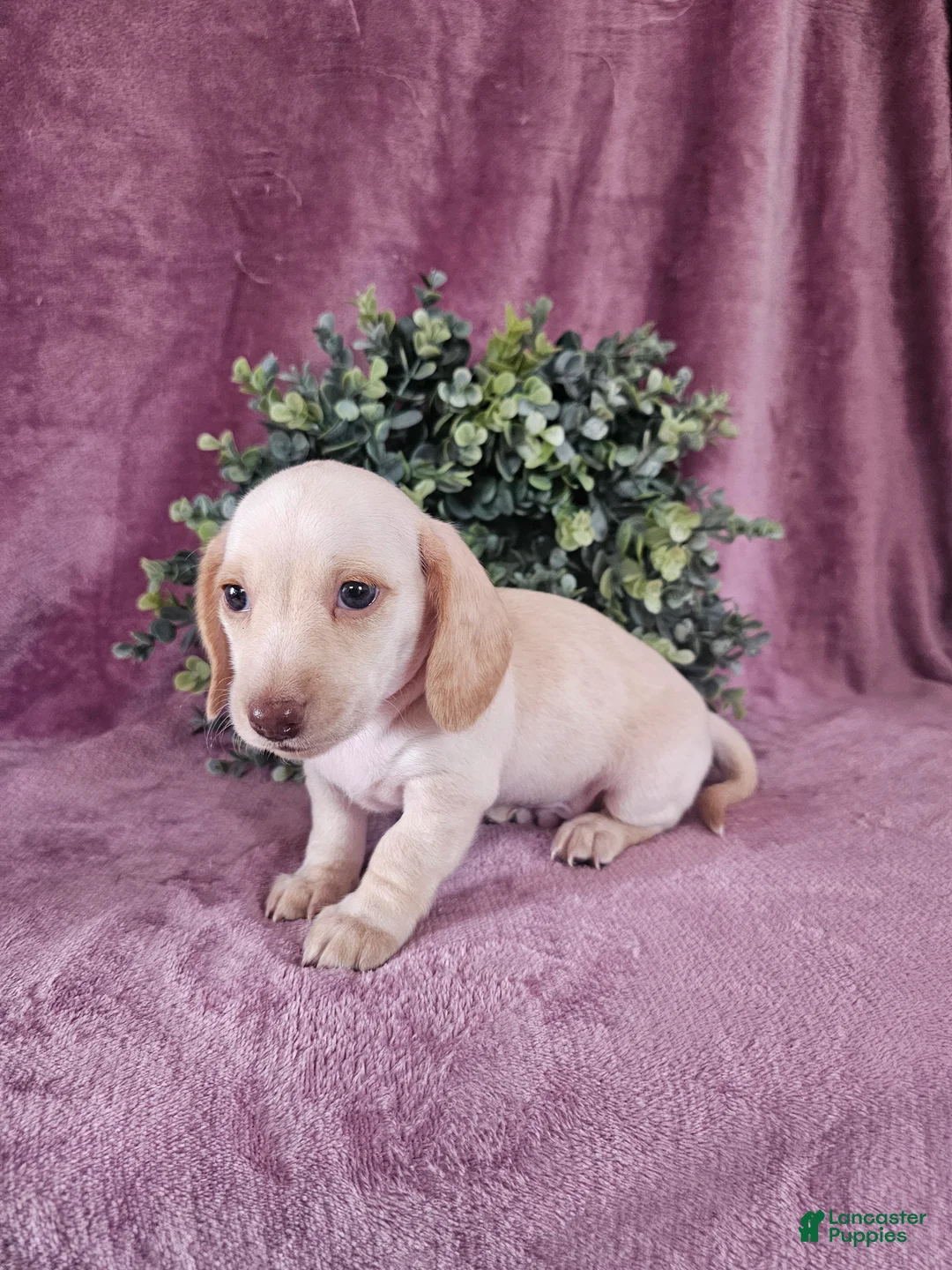 Dachshund dogs for sale: Bruno - Ad 1
