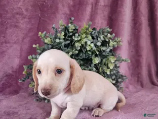 Dachshund dogs for sale: Bruno - Ad 3