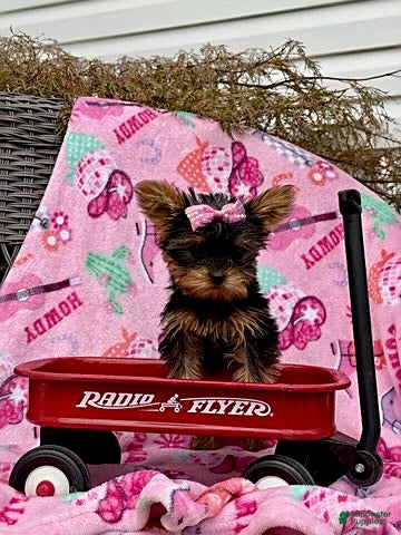 Yorkshire Terrier dogs Julie - Ad 1