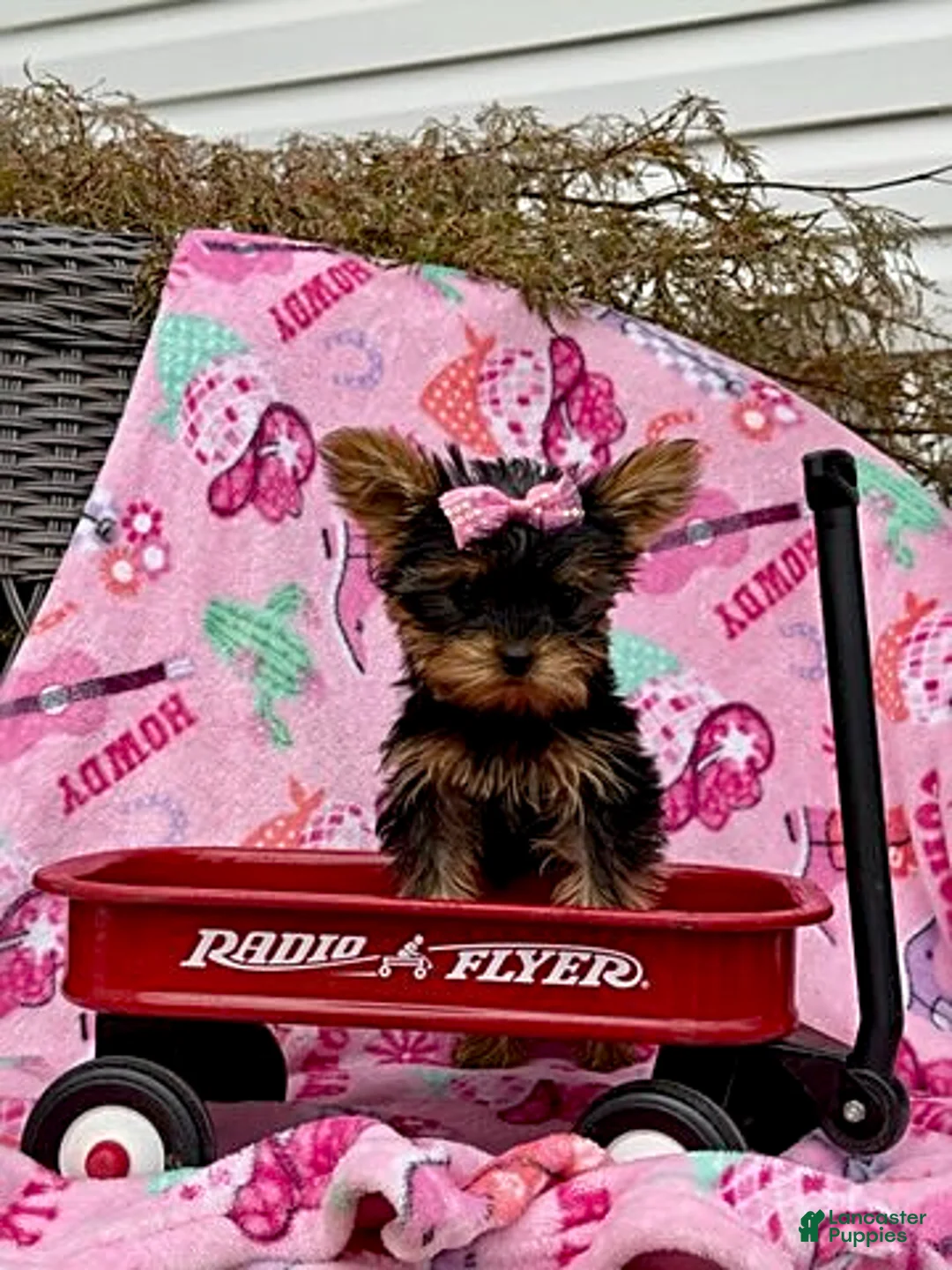 Yorkshire Terrier dogs for sale: Julie - Ad 1