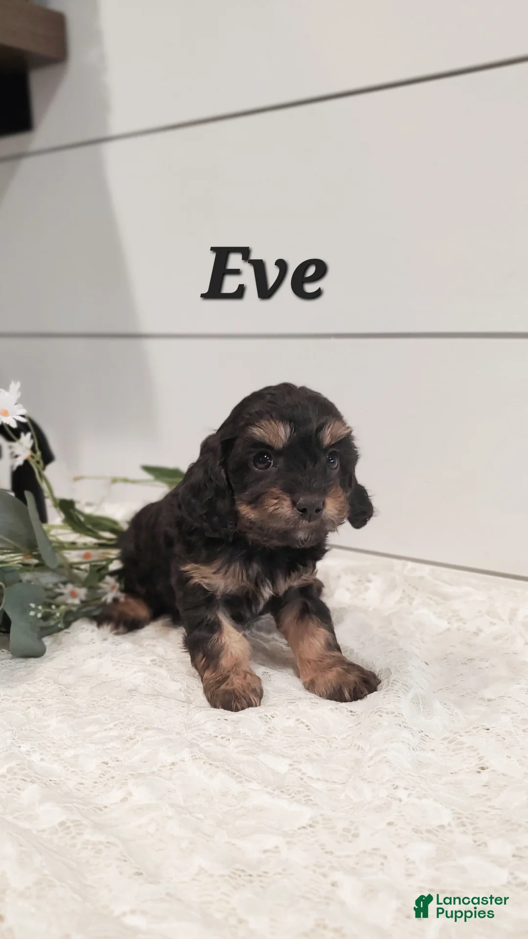 Cavapoo dogs for sale: Eve - Ad 3