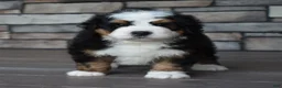 Mini Bernedoodle dogs for sale: Jax - Ad 2