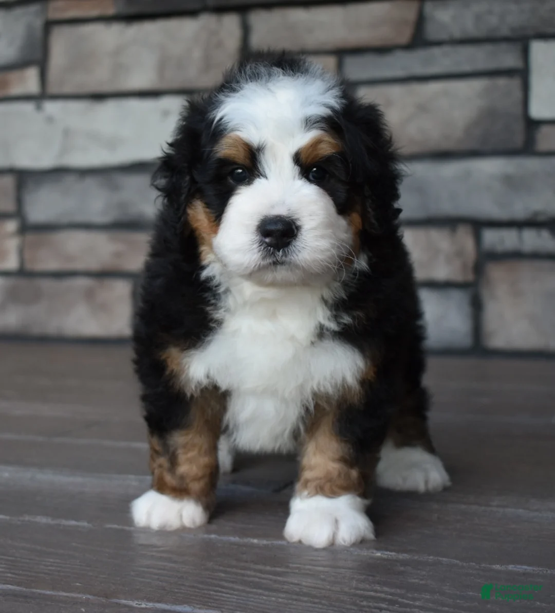 Mini Bernedoodle dogs for sale: Jax - Ad 2