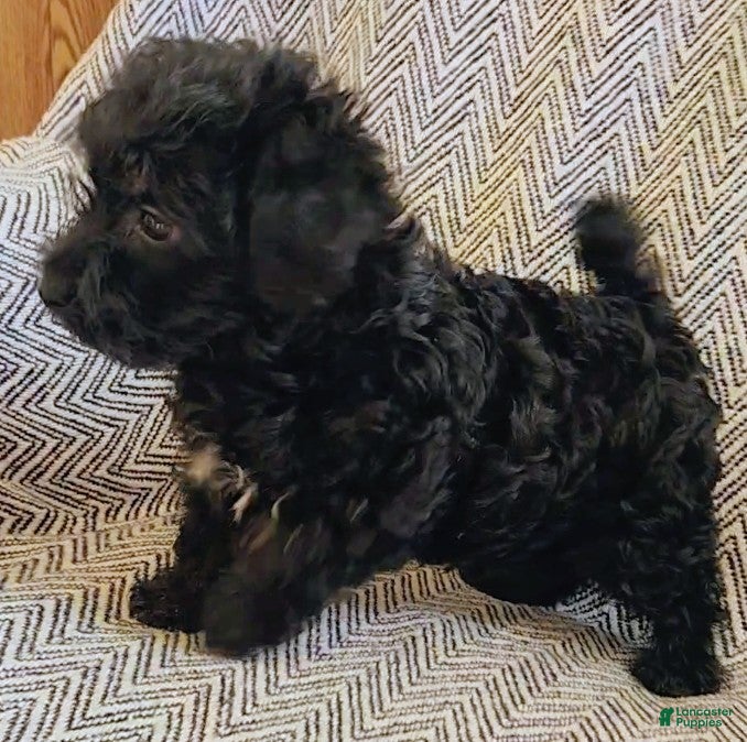 Yorkiepoo dogs Jack - Ad 2