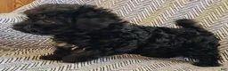 Yorkiepoo dogs for sale: Jack - Ad 2