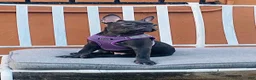 French Bulldog dogs for sale: French Bulldog Coco - Ad 3