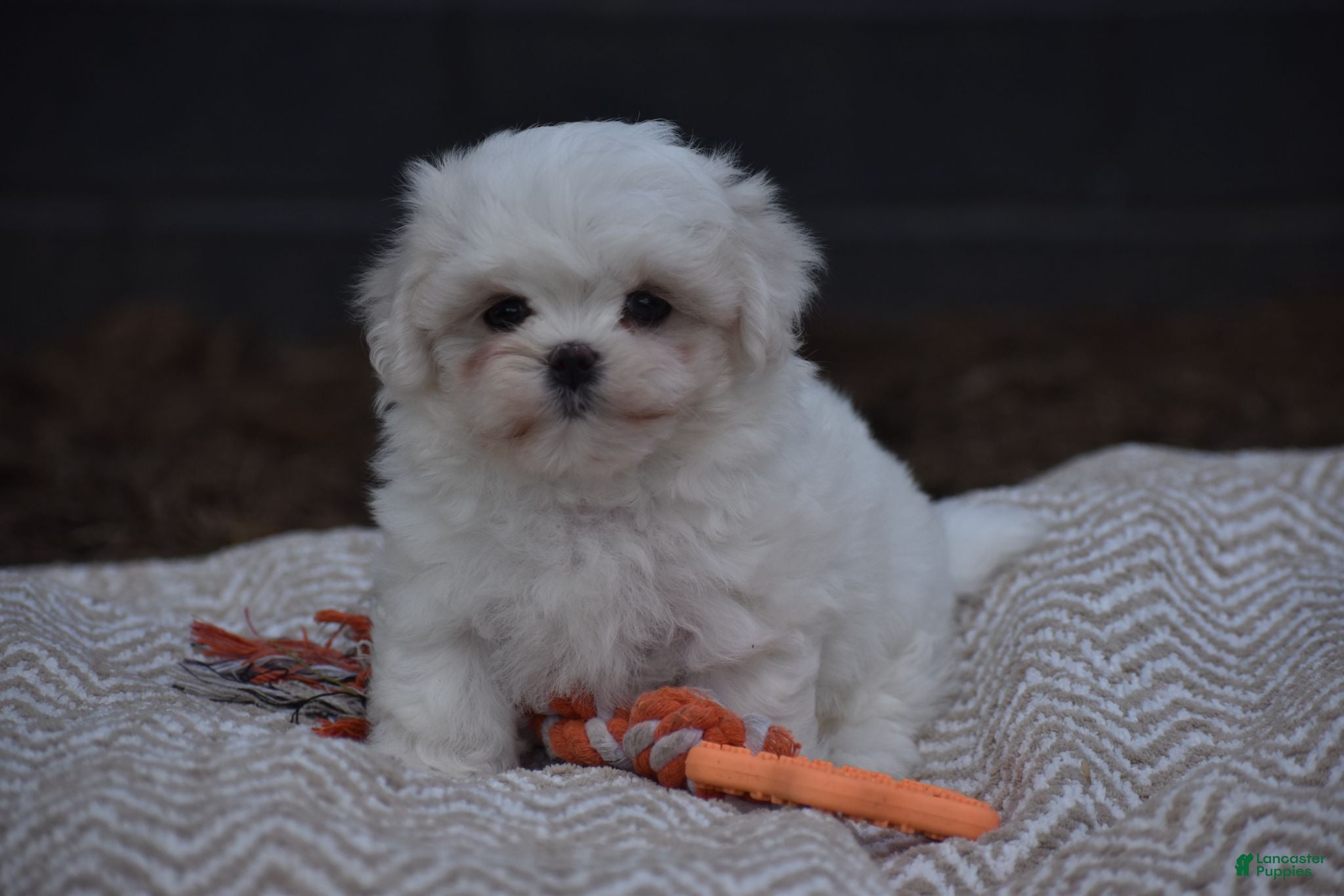 Maltese dogs Olaf - Ad 2