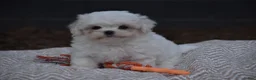 Maltese dogs for sale: Olaf - Ad 2